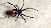 Black Widows