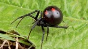 Spiders