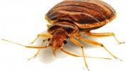 Bed Bugs Removal