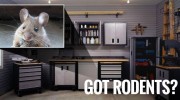 Rodent Treatment