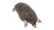 Moles