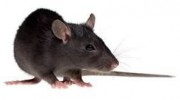 Rodents