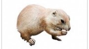 Gophers