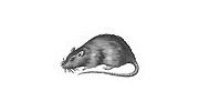 Rodents