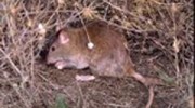 Rodents