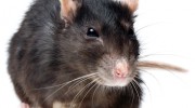 Rat Control