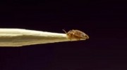 Bed Bug Elimination