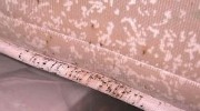 Bed Bugs