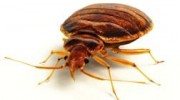 Bed Bugs