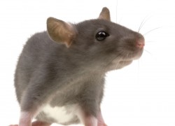 Rat