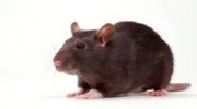 Rodents