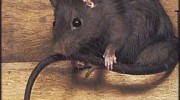 Roof Rats