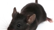 Rodent Control