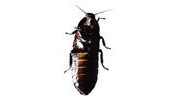 Cockroaches