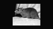 Rodents