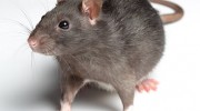 Rats and their Control