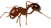 Fire Ants