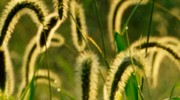 Commercial Services