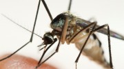Mosquito Control