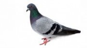 Pigeons