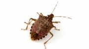 Stink Bug Control