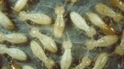 Termites