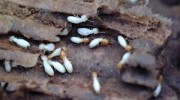 Termites