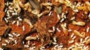 Termites
