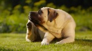 Fleas & Ticks