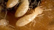 Termites