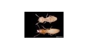Termites