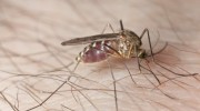 Mosquitoes