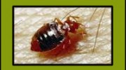 Bedbugs