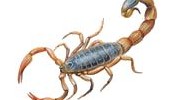 Scorpions