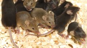 Rodent Control