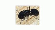 Fire Ants