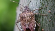 Stink Bug Control