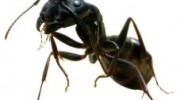 Carpenter Ant Extermination