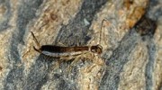 Earwigs