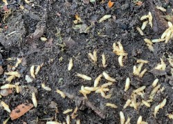 Https://www.universalpest.com/termite-videos/