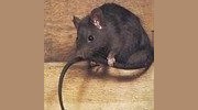 Roof Rat