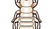 Termite Control