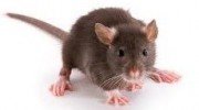 Rodents