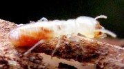 Termites