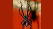 Spiders
