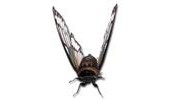Bees, Wasps & Hornets