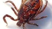 Ticks