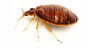 Bed bugs