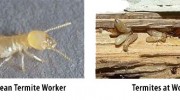 Residential Pest Control
