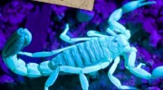 Scorpions